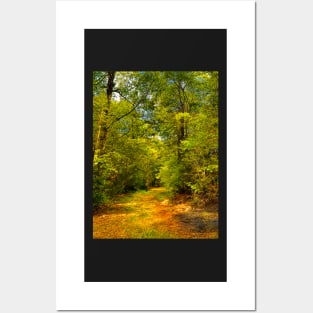 Secluded Forest Posters and Art